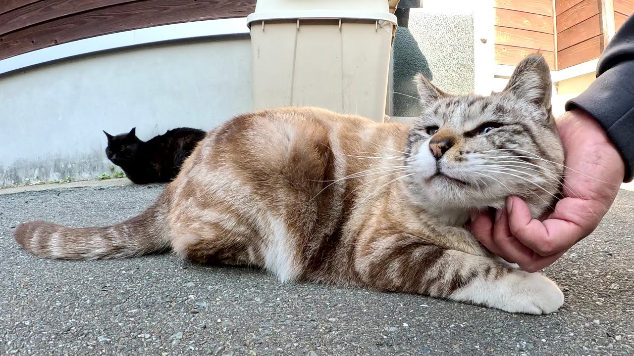 渦巻き模様のシャム猫がビビりながら人間にモフられる