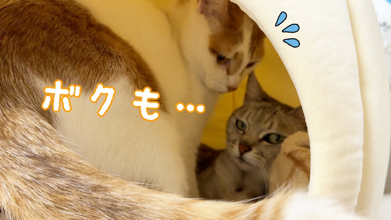 最年長ハムマロと子猫トロの距離が少し縮まってきました！！