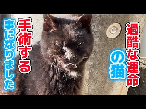 [過酷な運命の猫]酷い状態なので手術することになりましたThis cat is in a bad condition and will need surgery.