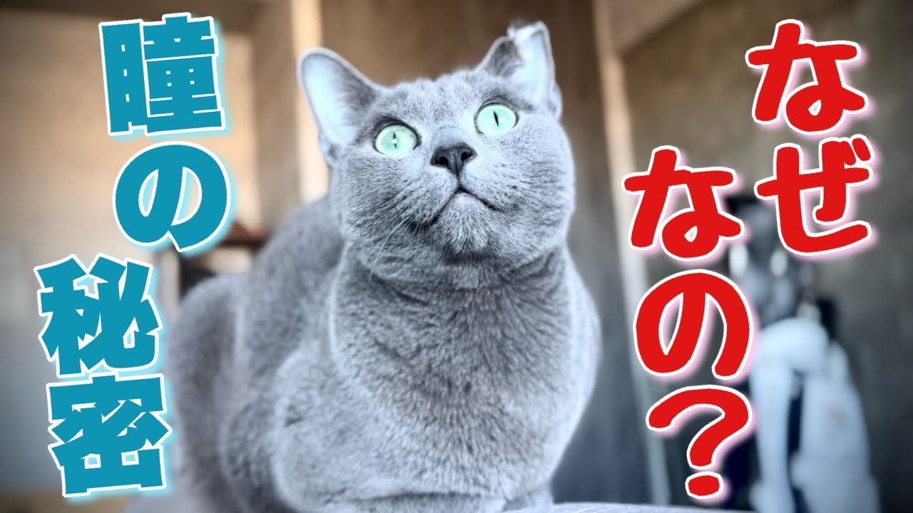 ロシアンブルー | 猫の目に備わっているタペタムとは？ [Russian Blue cat Kotetsu] What is the tapetum in a cat's eyes?