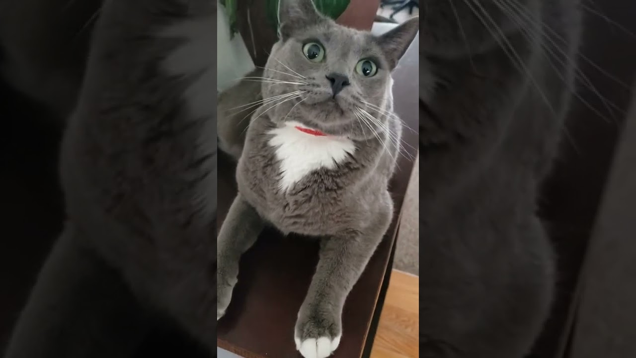 Tom bit me for petting him :'(