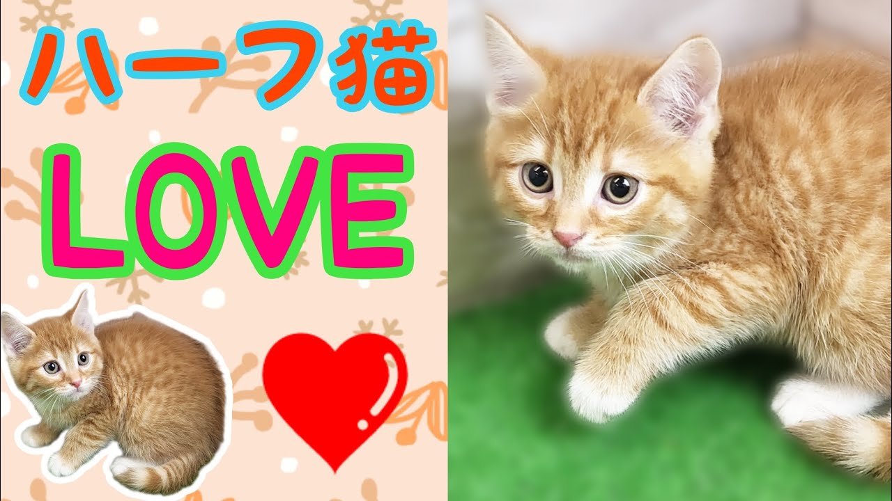 ハーフ猫(スコティッシュフォールド×ノルウェージャンフォレストキャット)・仔猫【鶴見元宮店】