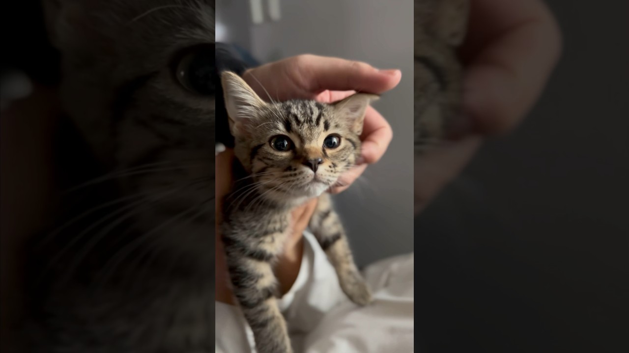 【猫動画】生後2ヶ月の子猫が可愛すぎるんだが...笑 #shorts