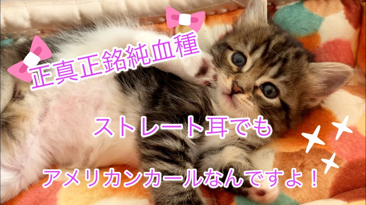 アメリカンカール　子猫　ストレート耳のブラウンタビーちゃん