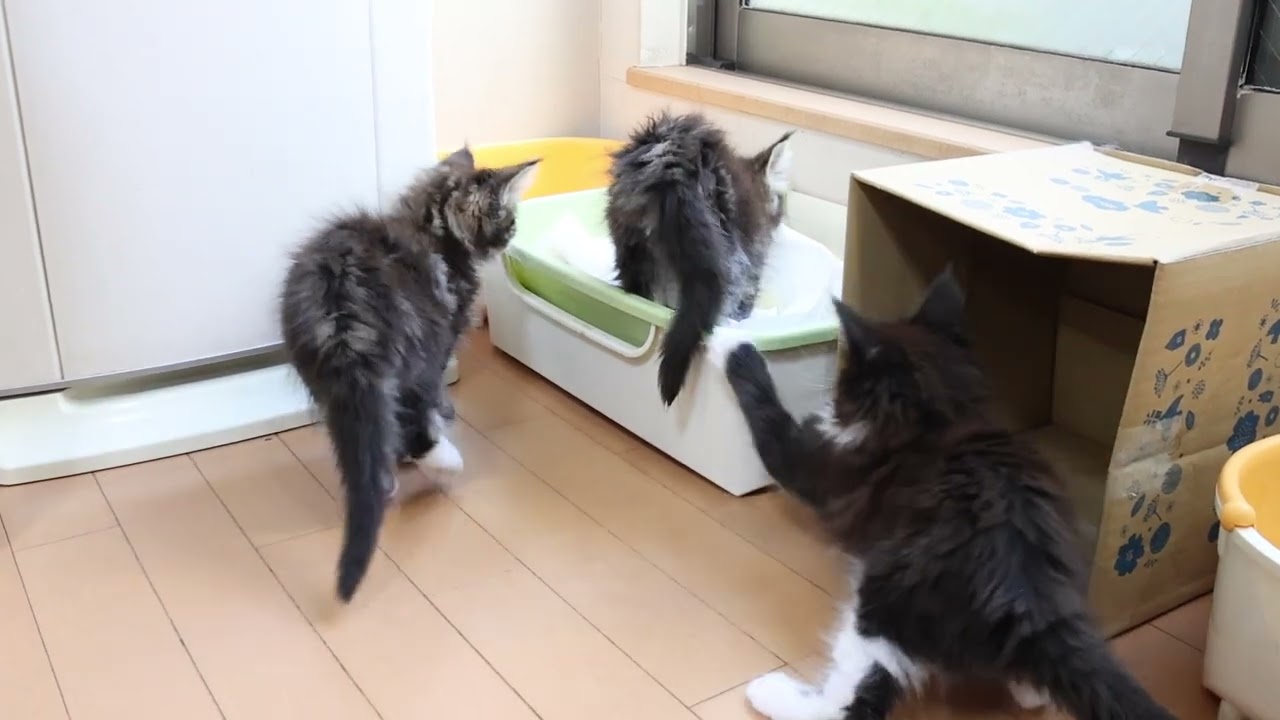 メインクーン子猫たち２ヶ月になりました