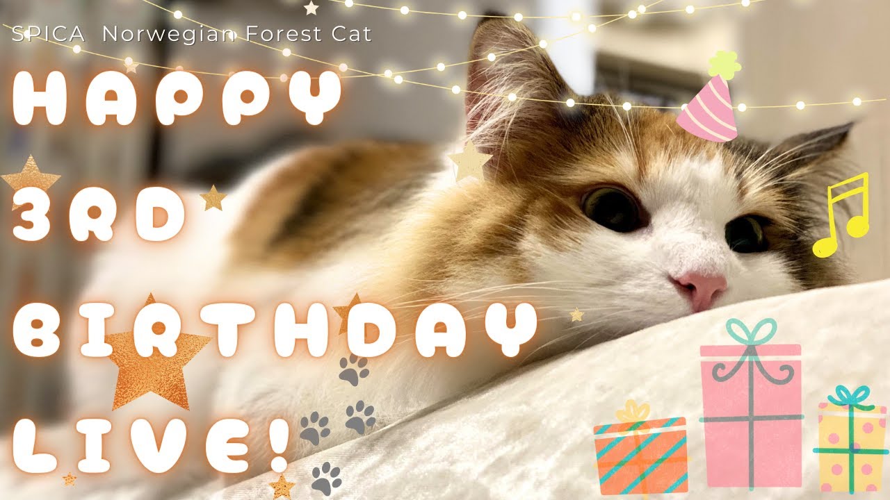 北欧猫スピカ３歳のお誕生日生放送！今年もおもちゃを買ってきました【シャム猫/シャムミックス＆ノルウェージャンフォレストキャット】#cat #japanesecat