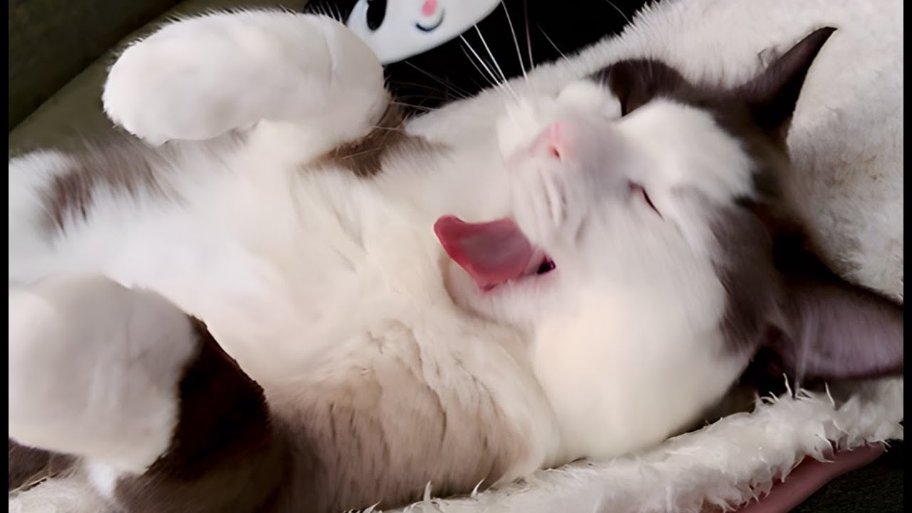 ウチの猫が壊れた😈⚡️ cat broke🧡