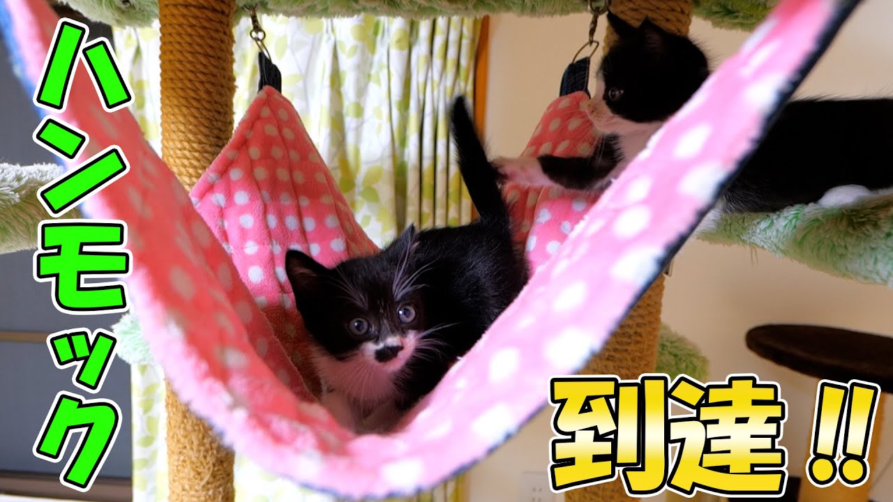 やんちゃ盛りで目が離せない子猫達🐈🐈初めてハンモックに到達しました
