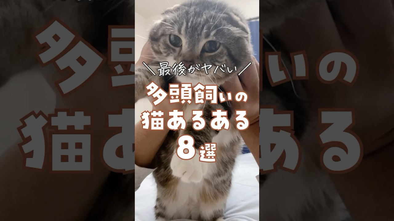 多頭飼いの猫あるある8選！1つでも当てはまったら…🐈🐾 #猫 #猫のいる暮らし #猫あるある