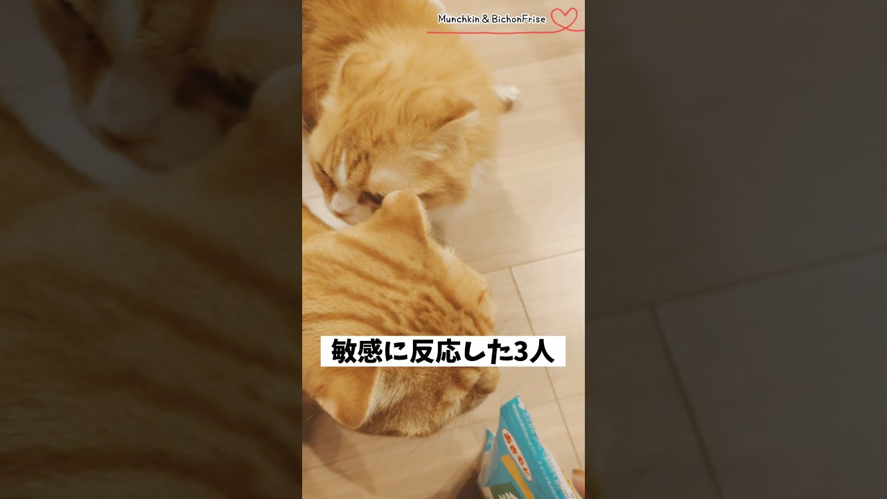 【マンチカン＆ビションフリーゼ】続々と集まってくる犬と猫が反応した音とは？ 【犬と猫、両方飼ってると毎日かわいい♥】