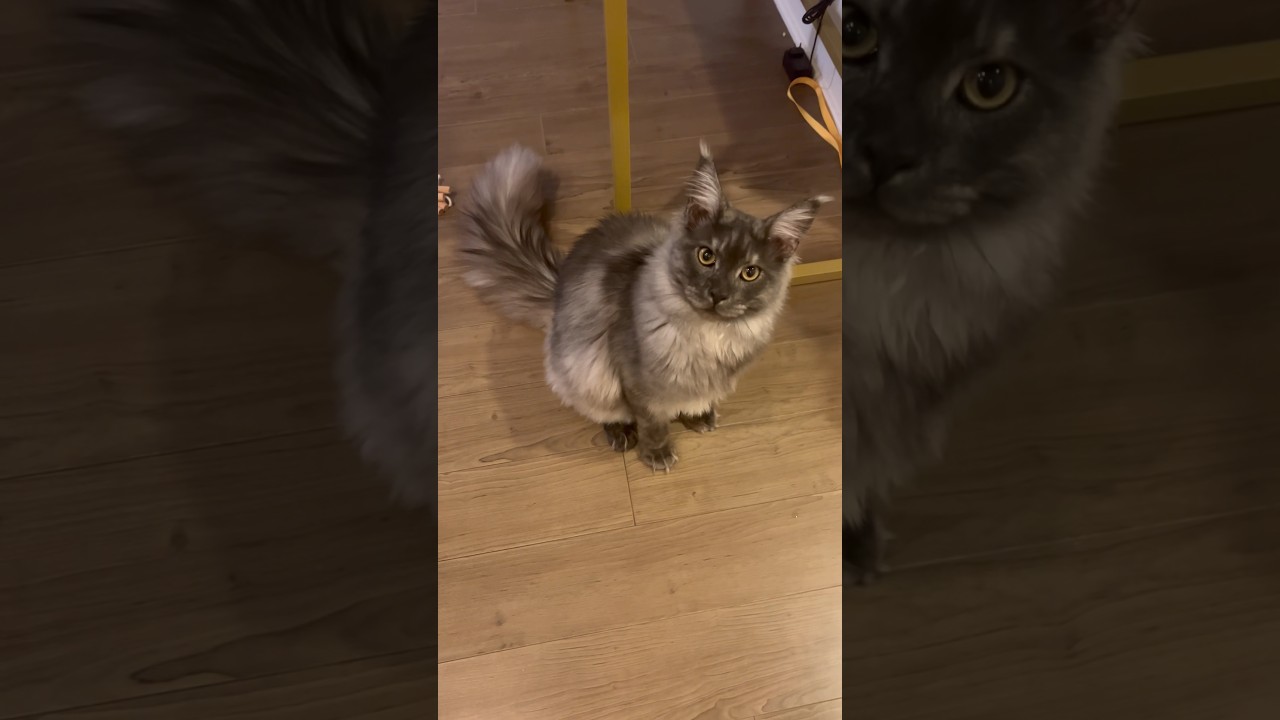 Reo | Maine Coon 👀✨#cat #ねこ #mainecoon #猫 #catlover #kitten #メインクーン #shorts