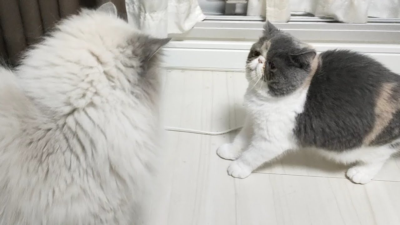成猫に絡みすぎて説教される子猫がこちら