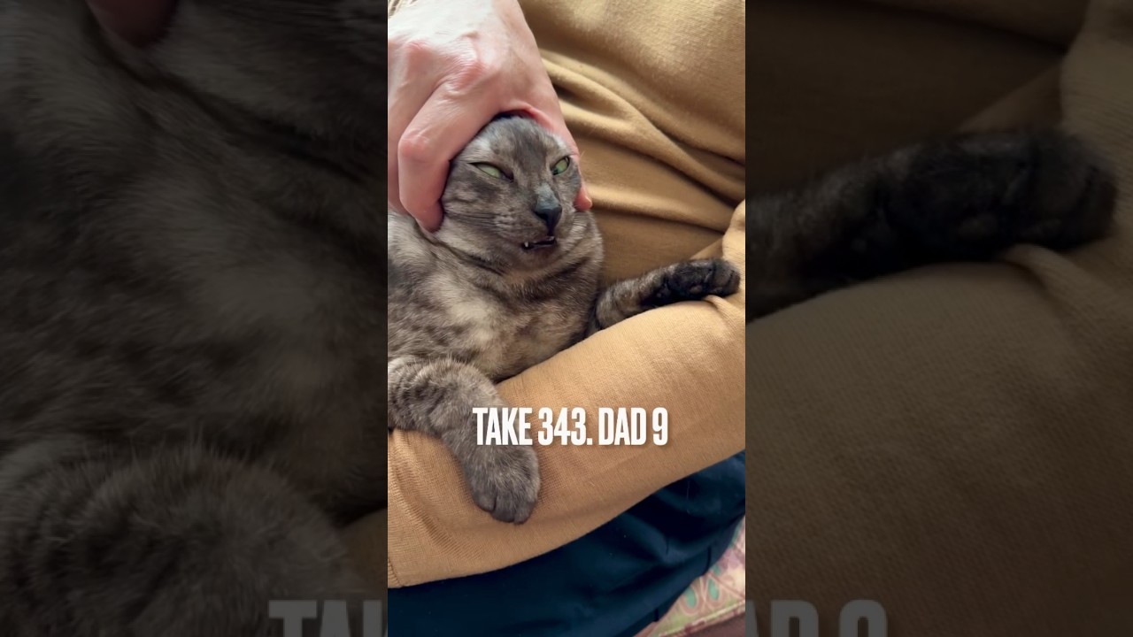 #パパ大好き にゃんだけど時々・・・#美猫台無し にゃ‼️#猫マッサージ #猫との暮らし #猫の気持ち #エジプシャンマウ #egyptianmau #洋楽好き #shorts