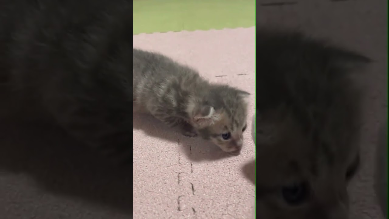 ヨチヨチ歩きで一生懸命こちらにやって来る子猫がかわいすぎ🐱 #cat #ニャムたん #gatto #kitten #にゃんた #子猫 #にゃん #kittens #cute #kittey