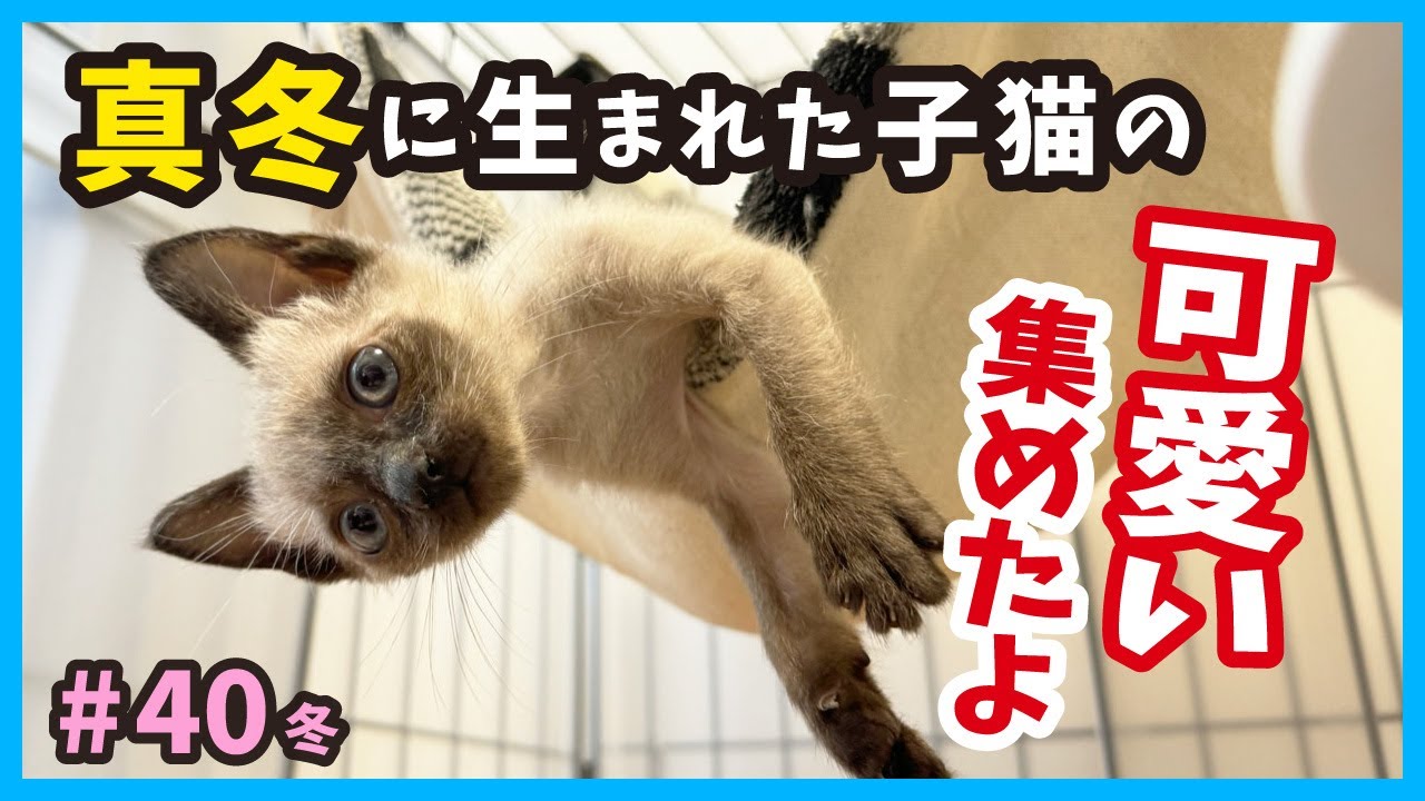 【子猫 生後１ヶ月の成長記録】最大の癒し！可愛い様子を集めてみました。（冬40）