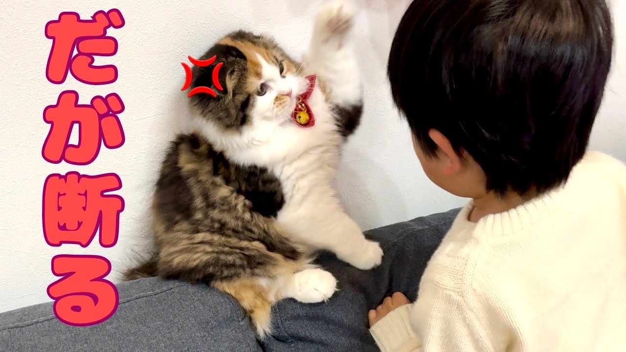 大嫌いな２歳児に心を開き始めた猫　スコティッシュフォールド