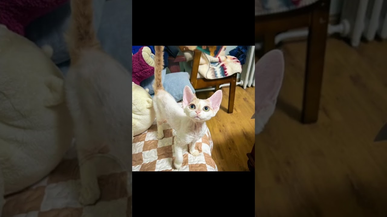 👀那個充滿精力的笑容😸！ 就像小精靈一樣可愛又活潑～😍