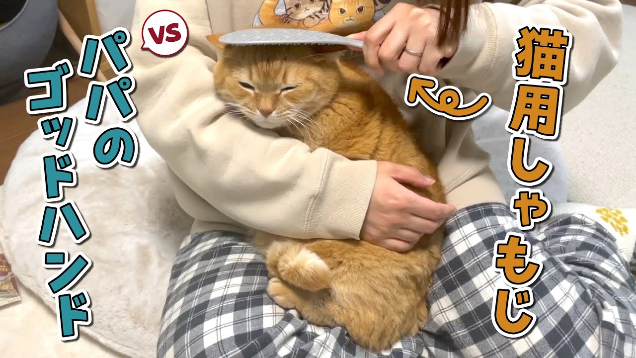 パパのゴッドハンドに対抗して猫用しゃもじで撫でてみた結果…！？