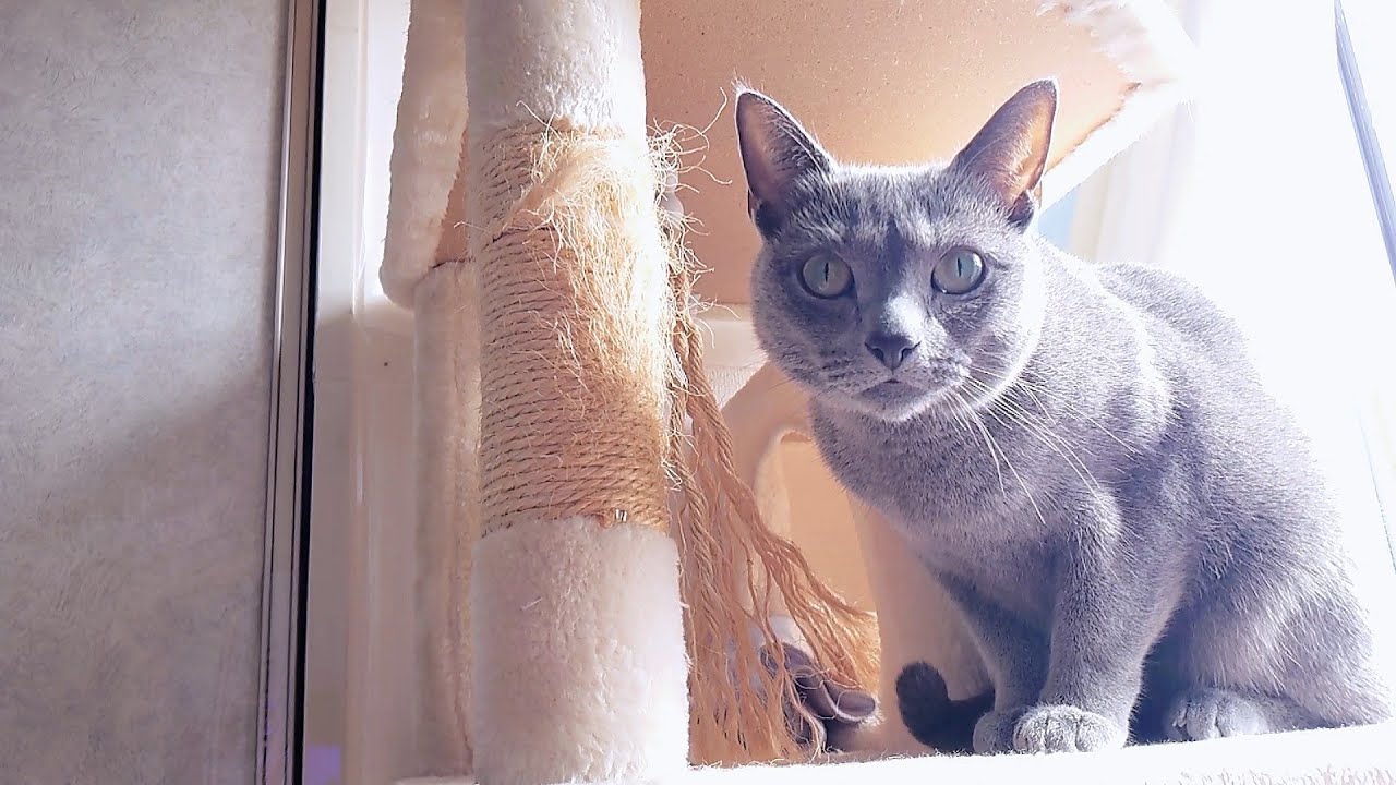 【猫動画】真の目的があるロシアンブルー【Russian blue】Russian Blue with a true purpose