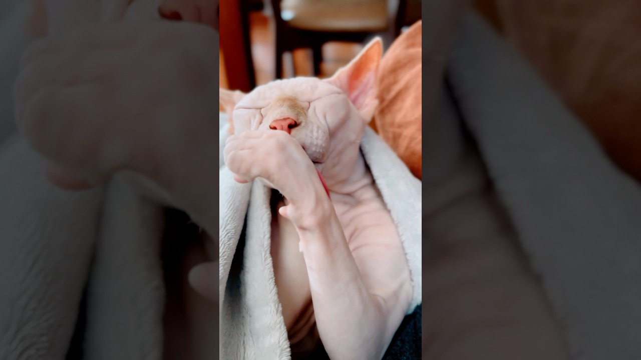 見てるだけでかわい〜☺️ #スフィンクス猫 #sphynxcat #毛のない猫