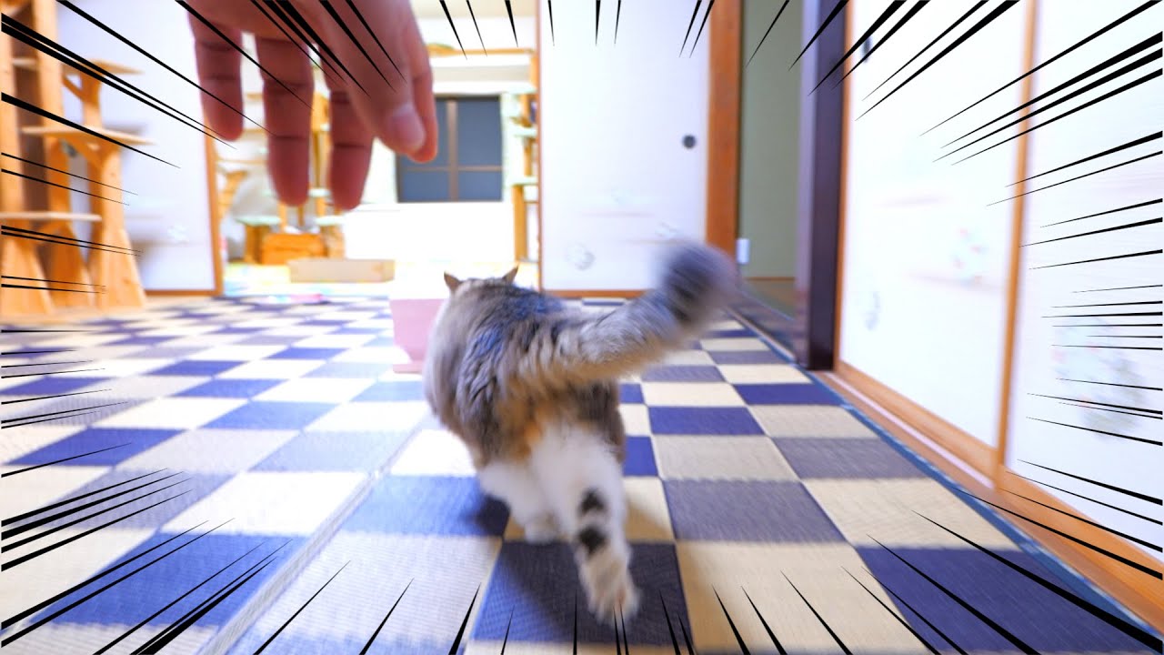子猫部屋の障子を破っていた真犯人を特定しました‼🐈💨