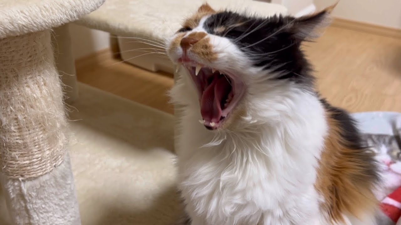 起こされたパンクは大あくびして犯人のとこへ