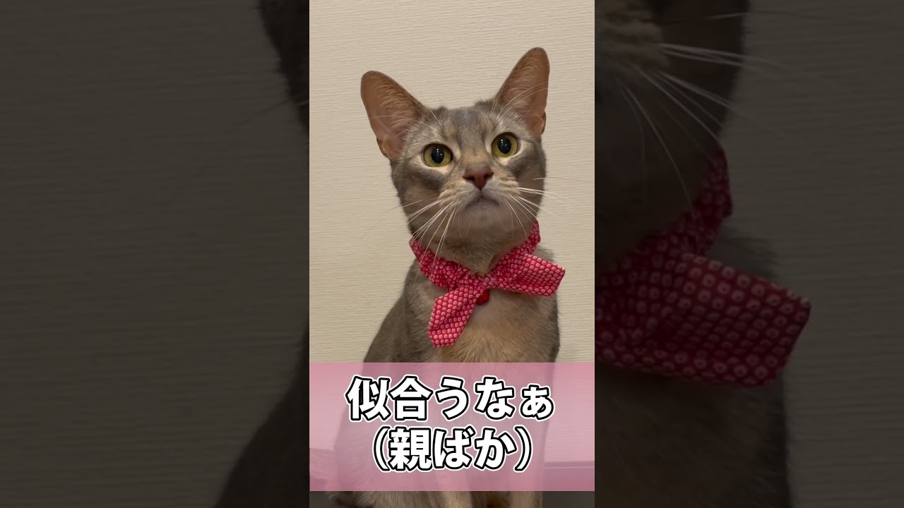 オシャレが苦手なうちの猫さん #shorts #猫 #アビシニアン