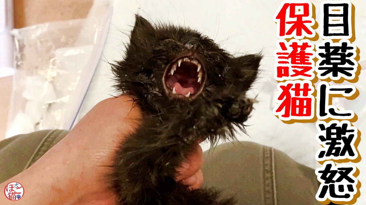 【子猫 保護】空気を読む大型犬とそれを上回る暴れん坊子猫