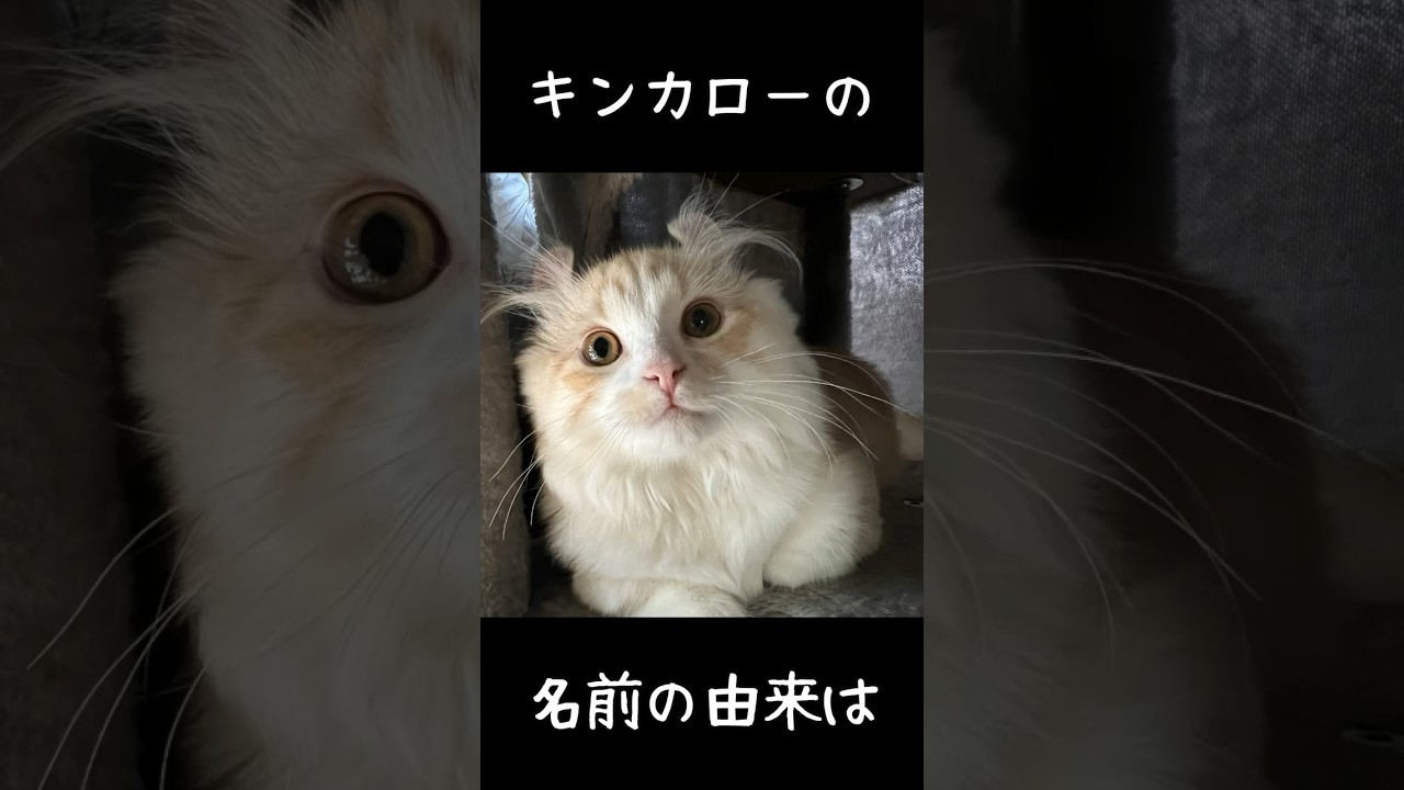 キンカローの雑学・誕生編　#shorts　#猫 　#キンカロー