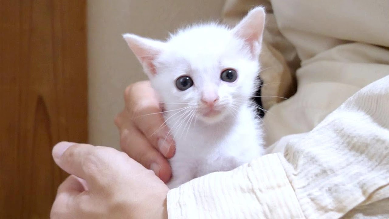 手のひらサイズの子猫がびっくりずる程大きな声でごはんのおねだりをしてきました【赤ちゃん猫　保護猫】