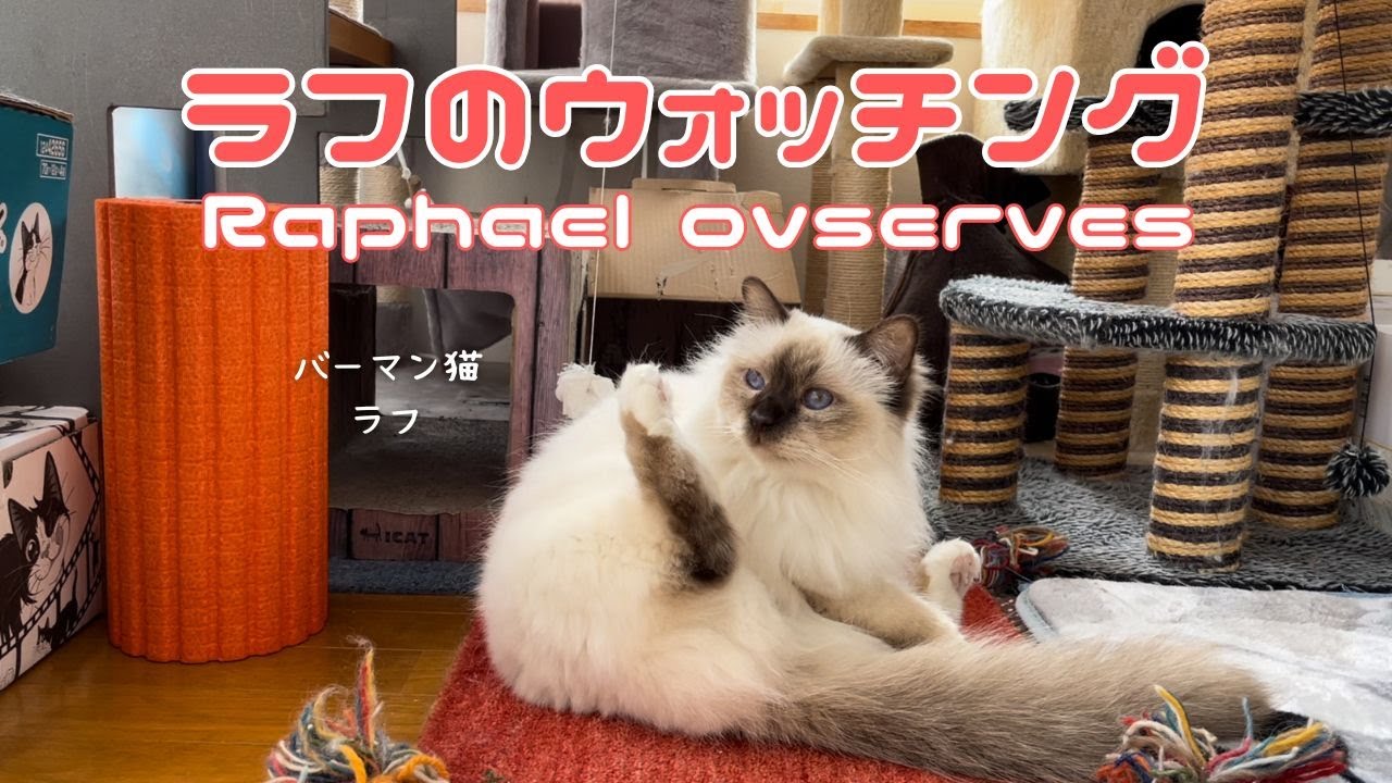 バーマン猫ラフ【ラフのウォッチング】Raphael ovserves（バーマン猫）Birman/Cat