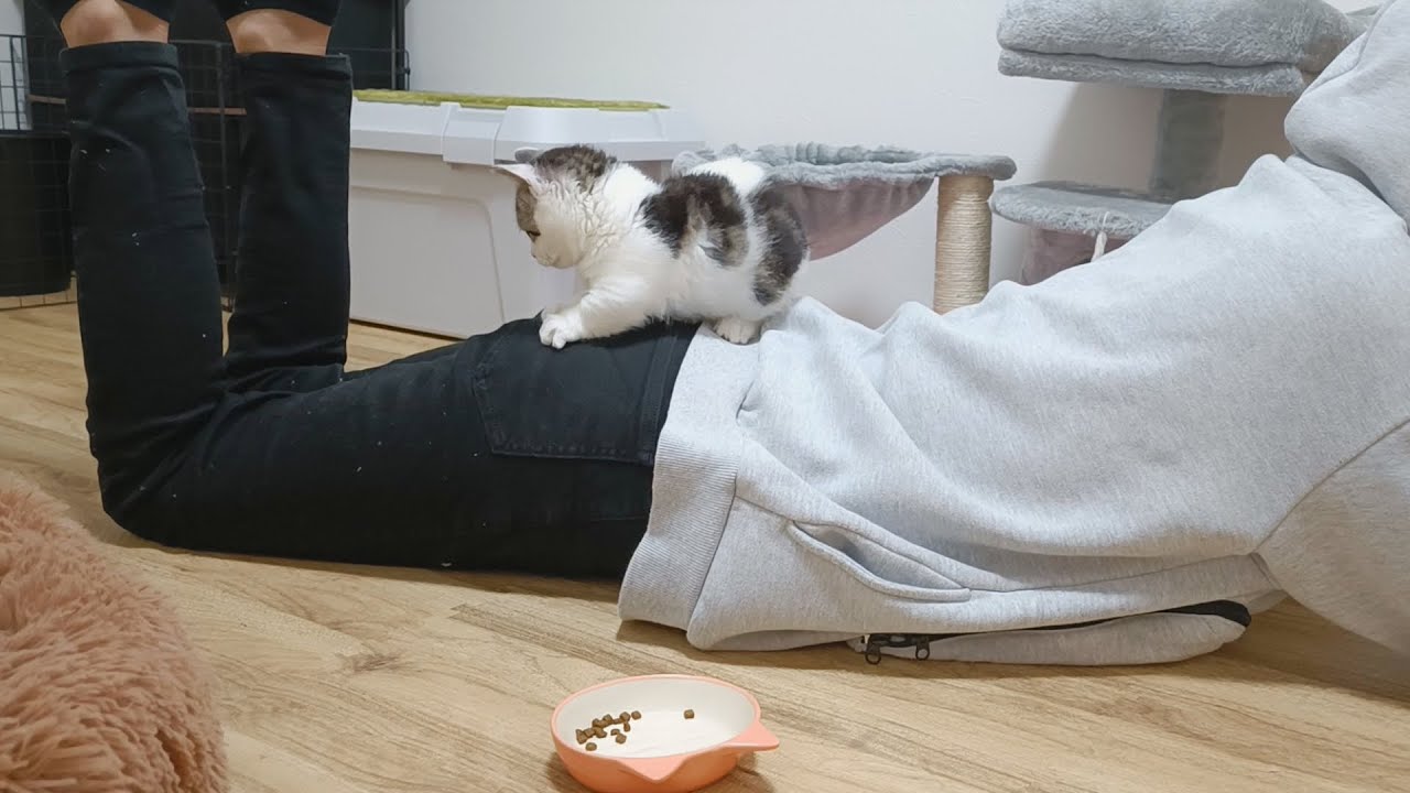 子猫が人間を動くキャットタワーだと認識するとこうなります