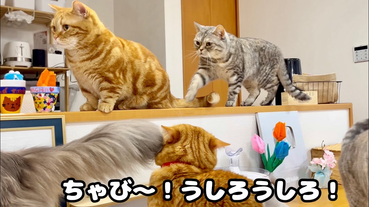『ちゃび〜！うしろうしろ！』 #猫 #マンチカン
