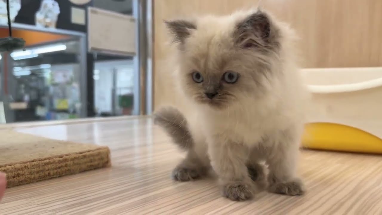 【2024.3.23撮影公開 ヒマラヤン 子猫 男の子】お部屋に出て5秒！直ぐに寄ってきてくれる希少猫ヒマラヤン♪