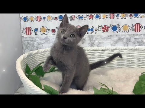 ロシアンブルー♀2403ォ0187