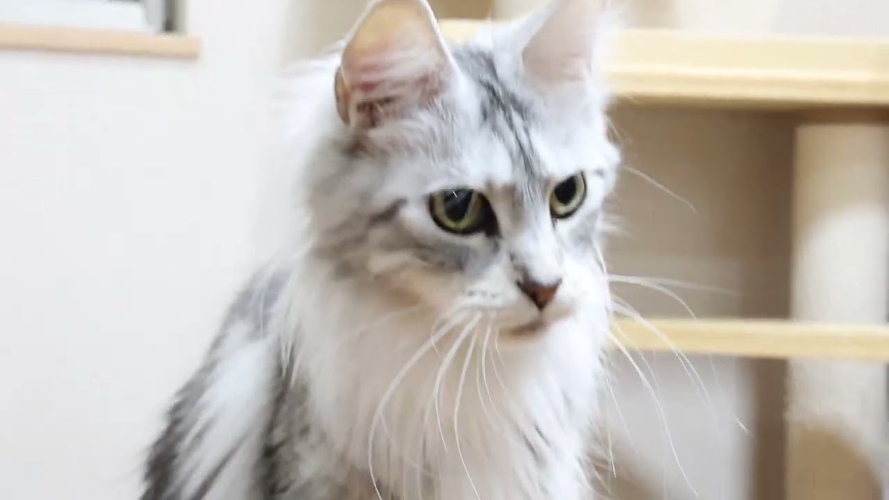 メインクーンの豊玉姫2歳になりました