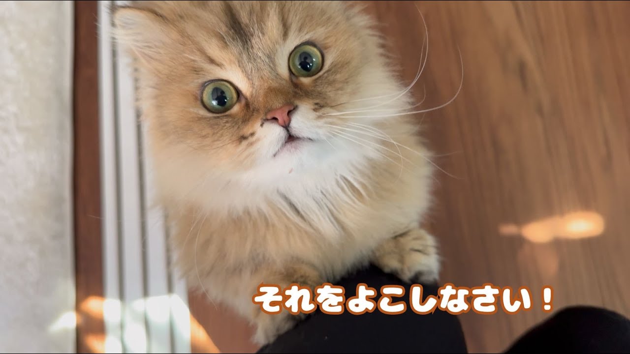 家族のご飯を自分のご飯と勘違いし嬉しそうに付きまとう猫！