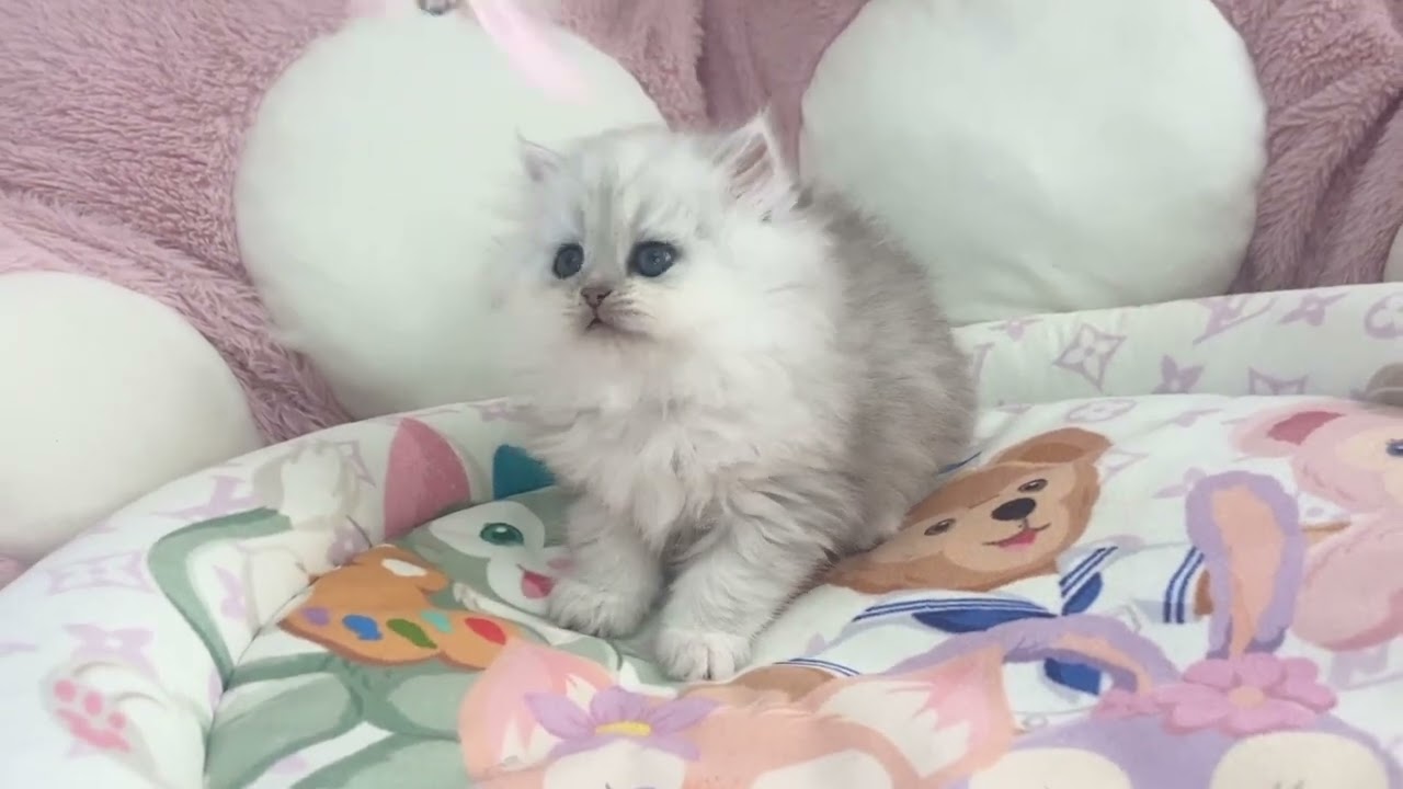 ペルシャ（チンチラ） 大きな瞳が特徴の可愛い女の子💖（毛色：シルバー）