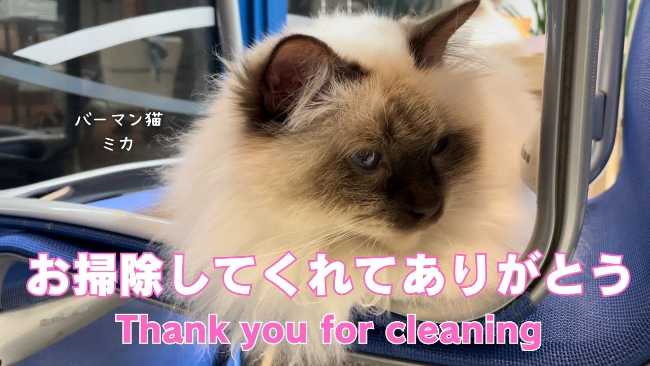 バーマン猫ミカ【お掃除してくれてありがとう】Thank you for cleaning（バーマン猫）Birman/Cat