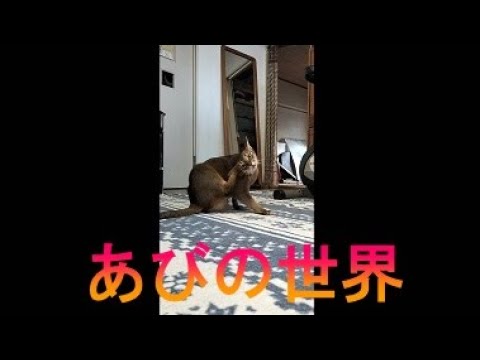 ネコ動画あび＃3326　あびの毎日　アビシニアン　あび