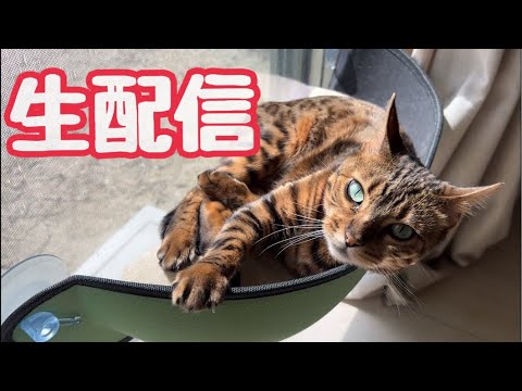 【生配信3/24】3月も知らぬまに後半ですよ猫でも見てゆっくりしましょう生配信