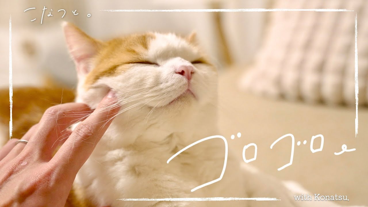 【癒やし】ふわふわの甘えん坊猫をひたすら撫でる