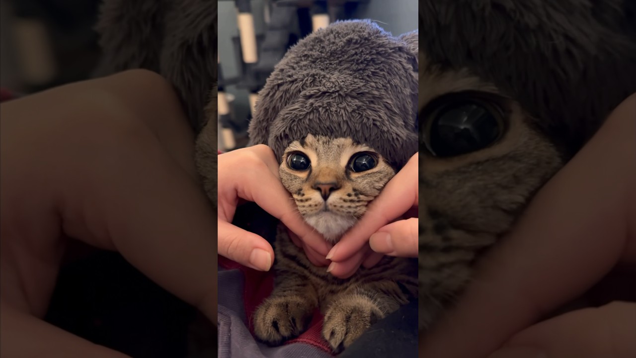 【猫動画】お風呂上がりのマダムな子猫が可愛すぎるwww #shorts