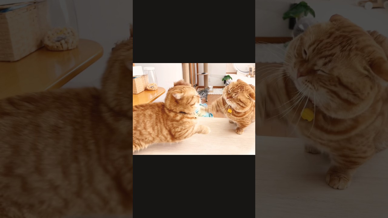 『息子には負けたくないのん！』 #猫 #マンチカン