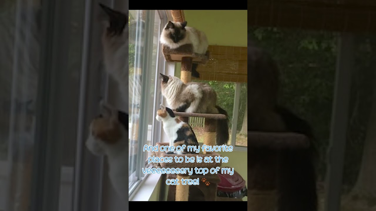 🐈 Meet Tolouse! 🐾