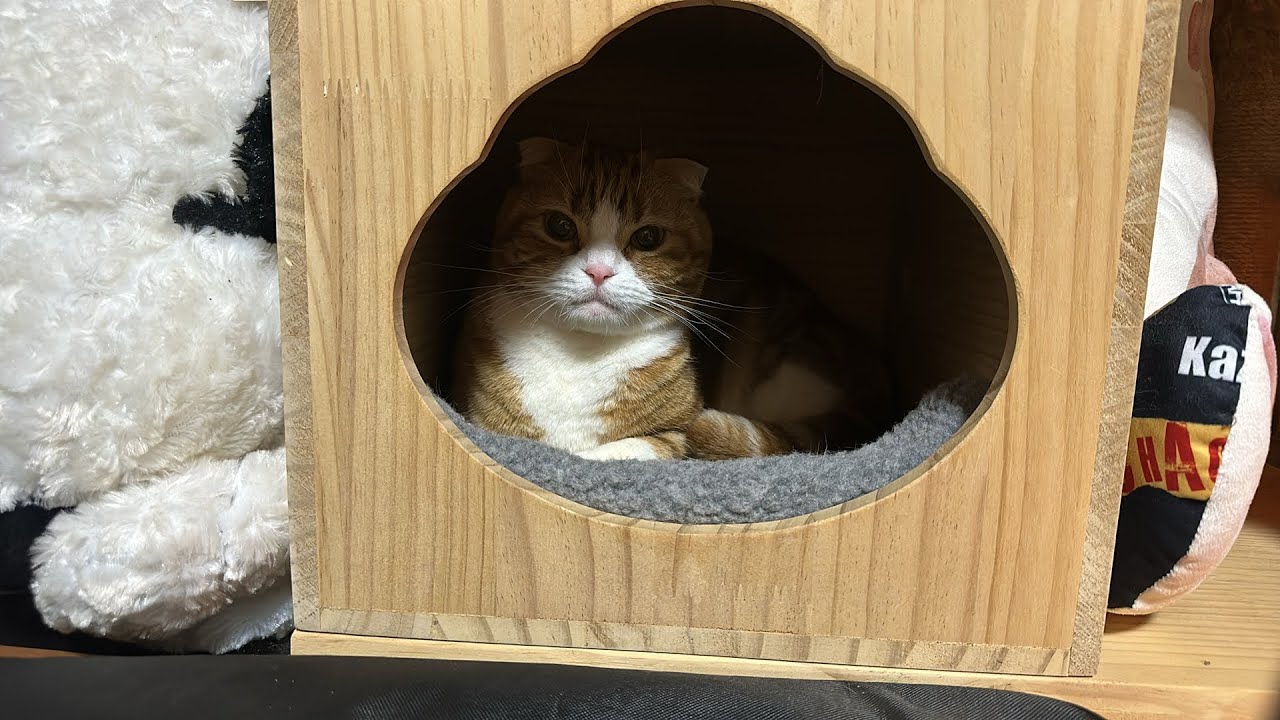 猫のライブ🐱✨みかん君は何してるでしょうか？癒しの空間へ💕💕