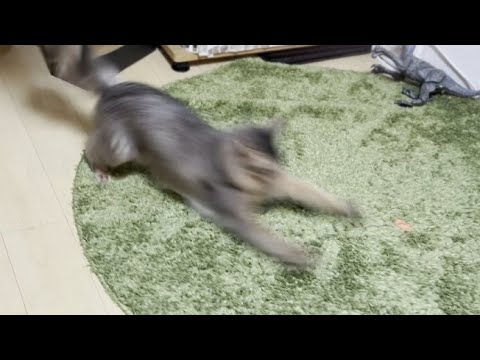 レーザーポインター大好き系ネコ、リビングを暴走！