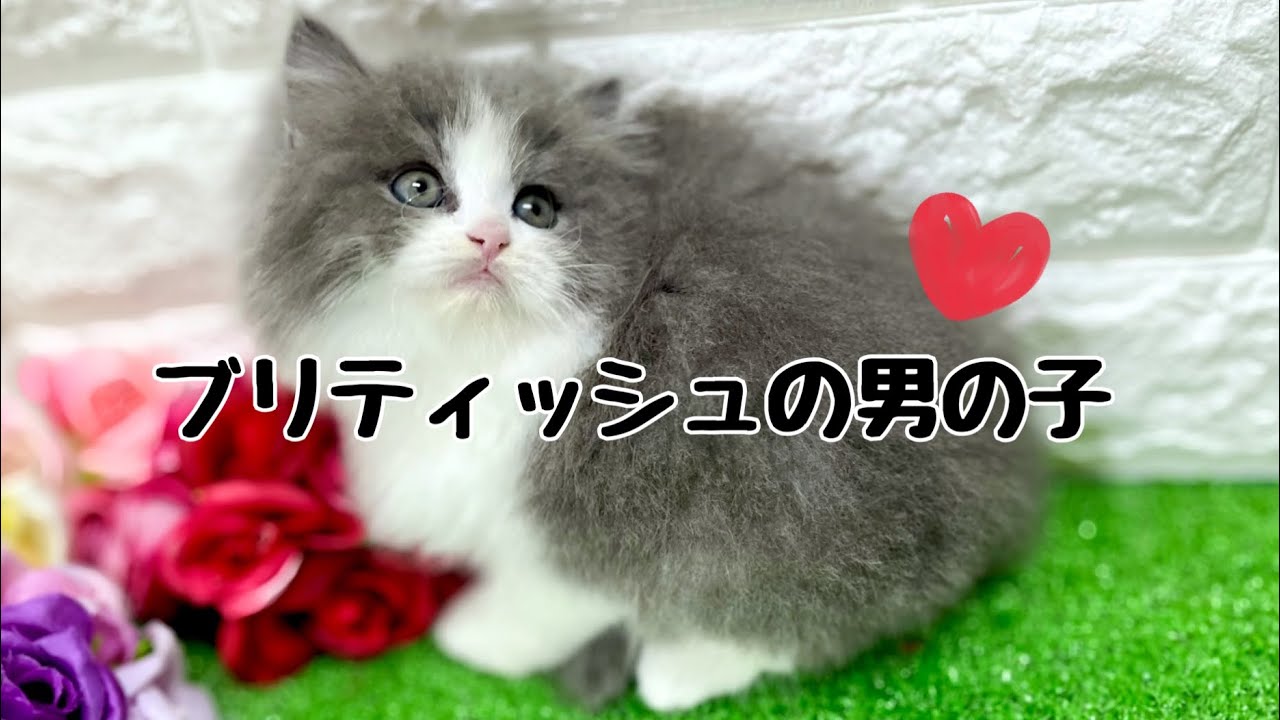 ブリティッシュロングヘアの子猫　（和歌山）