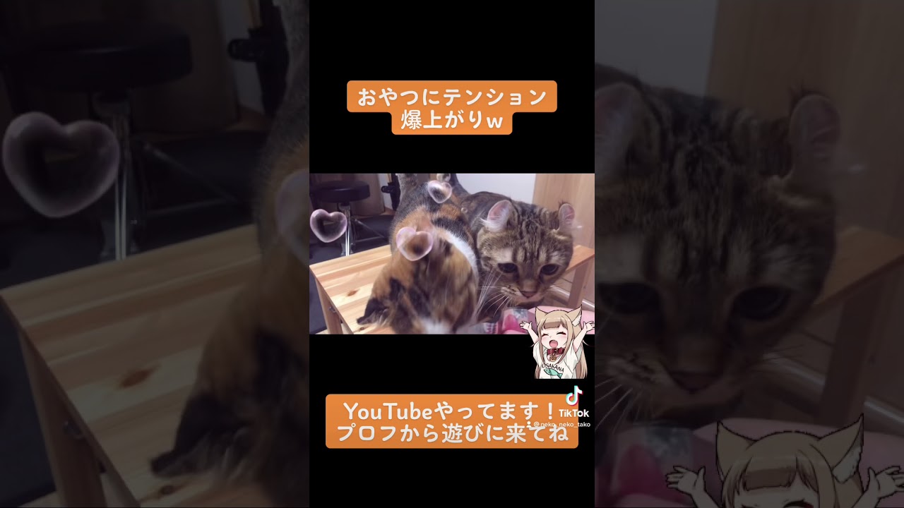 【#shorts】おやつにテンション爆上がりw アメリカンカール ツゥとミックス みりんの仲良しコンビ#猫のいる暮らし #Youtube #猫最高 #チャンネル登録