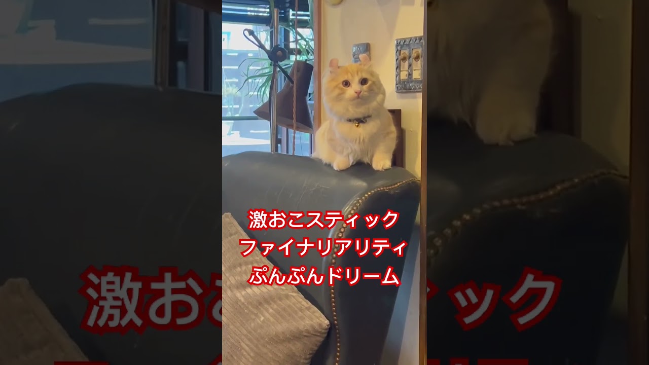 椅子の上でアピールする仔猫　#shorts　#猫 　#キンカロー